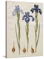 Iris xiphiodes From The Album Gottorfer Codex, c.1650-Hans Simon Holtzbecher-Stretched Canvas