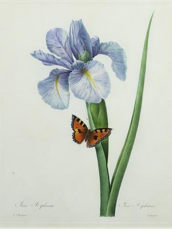 https://imgc.allpostersimages.com/img/posters/iris-xiphium-engraved-by-langlois-from-choix-des-plus-belles-fleurs-1827_u-L-Q1HHZAP0.jpg?artPerspective=n