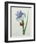 Iris Xiphium, Engraved by Langlois, from 'Choix Des Plus Belles Fleurs', 1827-Pierre-Joseph Redouté-Framed Giclee Print