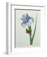 Iris Xiphium, Engraved by Langlois, from 'Choix Des Plus Belles Fleurs', 1827-Pierre-Joseph Redouté-Framed Giclee Print