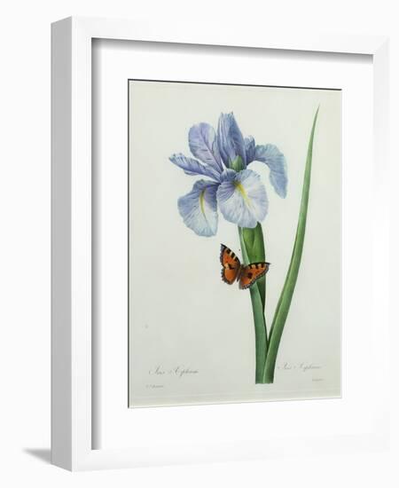 Iris Xiphium, Engraved by Langlois, from 'Choix Des Plus Belles Fleurs', 1827-Pierre-Joseph Redouté-Framed Giclee Print