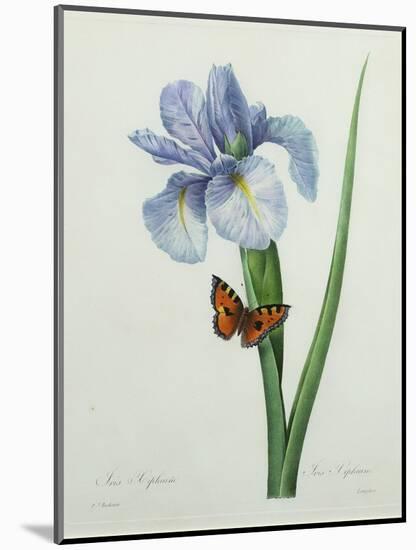 Iris Xiphium, Engraved by Langlois, from 'Choix Des Plus Belles Fleurs', 1827-Pierre-Joseph Redouté-Mounted Giclee Print