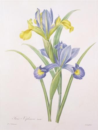 https://imgc.allpostersimages.com/img/posters/iris-xiphium-variety-engraved-by-langlois-from-choix-des-plus-belles-fleurs-1827_u-L-Q1HHN7M0.jpg?artPerspective=n