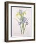 Iris Xiphium, Variety, Engraved by Langlois, from 'Choix Des Plus Belles Fleurs', 1827-Pierre-Joseph Redouté-Framed Giclee Print