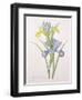 Iris Xiphium, Variety, Engraved by Langlois, from 'Choix Des Plus Belles Fleurs', 1827-Pierre-Joseph Redouté-Framed Giclee Print