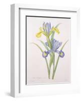 Iris Xiphium, Variety, Engraved by Langlois, from 'Choix Des Plus Belles Fleurs', 1827-Pierre-Joseph Redouté-Framed Giclee Print