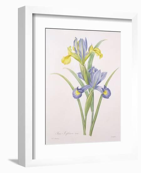 Iris Xiphium, Variety, Engraved by Langlois, from 'Choix Des Plus Belles Fleurs', 1827-Pierre-Joseph Redouté-Framed Giclee Print