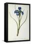 Iris Xyphioides, from `Les Liliacees', 1808-Pierre-Joseph Redouté-Framed Stretched Canvas