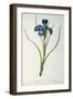 Iris Xyphioides, from `Les Liliacees', 1808-Pierre-Joseph Redouté-Framed Giclee Print
