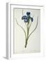 Iris Xyphioides, from `Les Liliacees', 1808-Pierre-Joseph Redouté-Framed Giclee Print