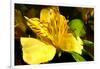 Iris Yellow-Charles Bowman-Framed Photographic Print