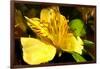 Iris Yellow-Charles Bowman-Framed Photographic Print