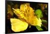 Iris Yellow-Charles Bowman-Framed Photographic Print