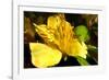 Iris Yellow-Charles Bowman-Framed Photographic Print