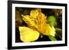 Iris Yellow-Charles Bowman-Framed Photographic Print