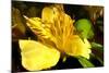 Iris Yellow-Charles Bowman-Mounted Photographic Print