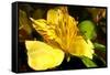 Iris Yellow-Charles Bowman-Framed Stretched Canvas