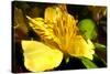 Iris Yellow-Charles Bowman-Stretched Canvas