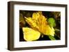 Iris Yellow-Charles Bowman-Framed Photographic Print