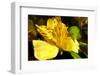 Iris Yellow-Charles Bowman-Framed Photographic Print