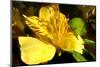 Iris Yellow-Charles Bowman-Mounted Photographic Print