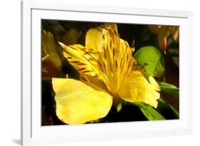 Iris Yellow-Charles Bowman-Framed Photographic Print