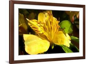 Iris Yellow-Charles Bowman-Framed Photographic Print