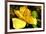 Iris Yellow-Charles Bowman-Framed Photographic Print