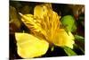 Iris Yellow-Charles Bowman-Mounted Photographic Print