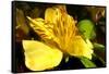 Iris Yellow-Charles Bowman-Framed Stretched Canvas