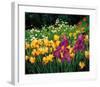 Iris-Liliane Fournier-Framed Art Print