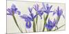 Iris-Elena Dolci-Mounted Art Print