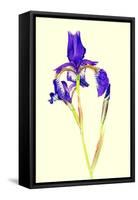 Iris-B-D-S-Framed Stretched Canvas