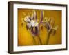 Iris-Irene Suchocki-Framed Photographic Print