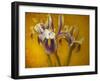 Iris-Irene Suchocki-Framed Photographic Print