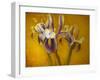 Iris-Irene Suchocki-Framed Photographic Print