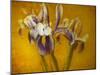 Iris-Irene Suchocki-Mounted Photographic Print