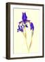 Iris-B-D-S-Framed Photographic Print