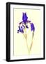 Iris-B-D-S-Framed Photographic Print