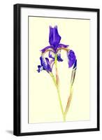 Iris-B-D-S-Framed Photographic Print