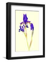 Iris-B-D-S-Framed Photographic Print