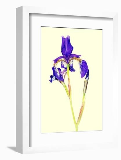 Iris-B-D-S-Framed Photographic Print