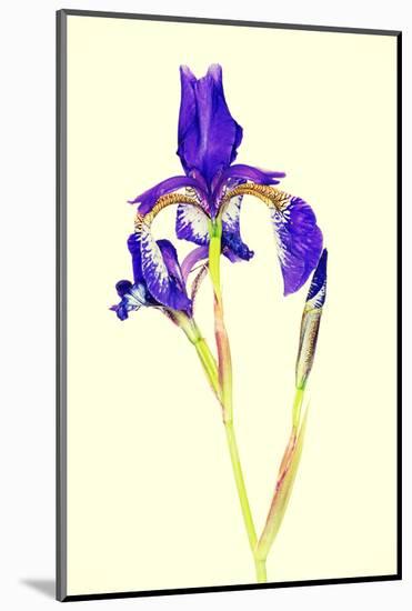 Iris-B-D-S-Mounted Photographic Print