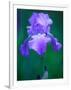 Iris-null-Framed Photographic Print