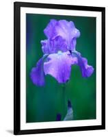 Iris-null-Framed Photographic Print