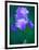 Iris-null-Framed Photographic Print