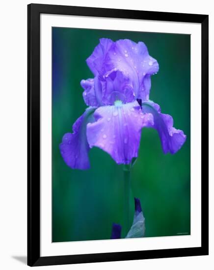 Iris-null-Framed Photographic Print