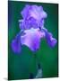 Iris-null-Mounted Photographic Print