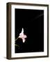 Iris-Charles Bowman-Framed Photographic Print