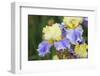 Iris-Lynn M^ Stone-Framed Photographic Print